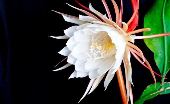 Fiore di Kadupul